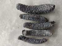 High Quality Dried Sea Cucumber for Sale