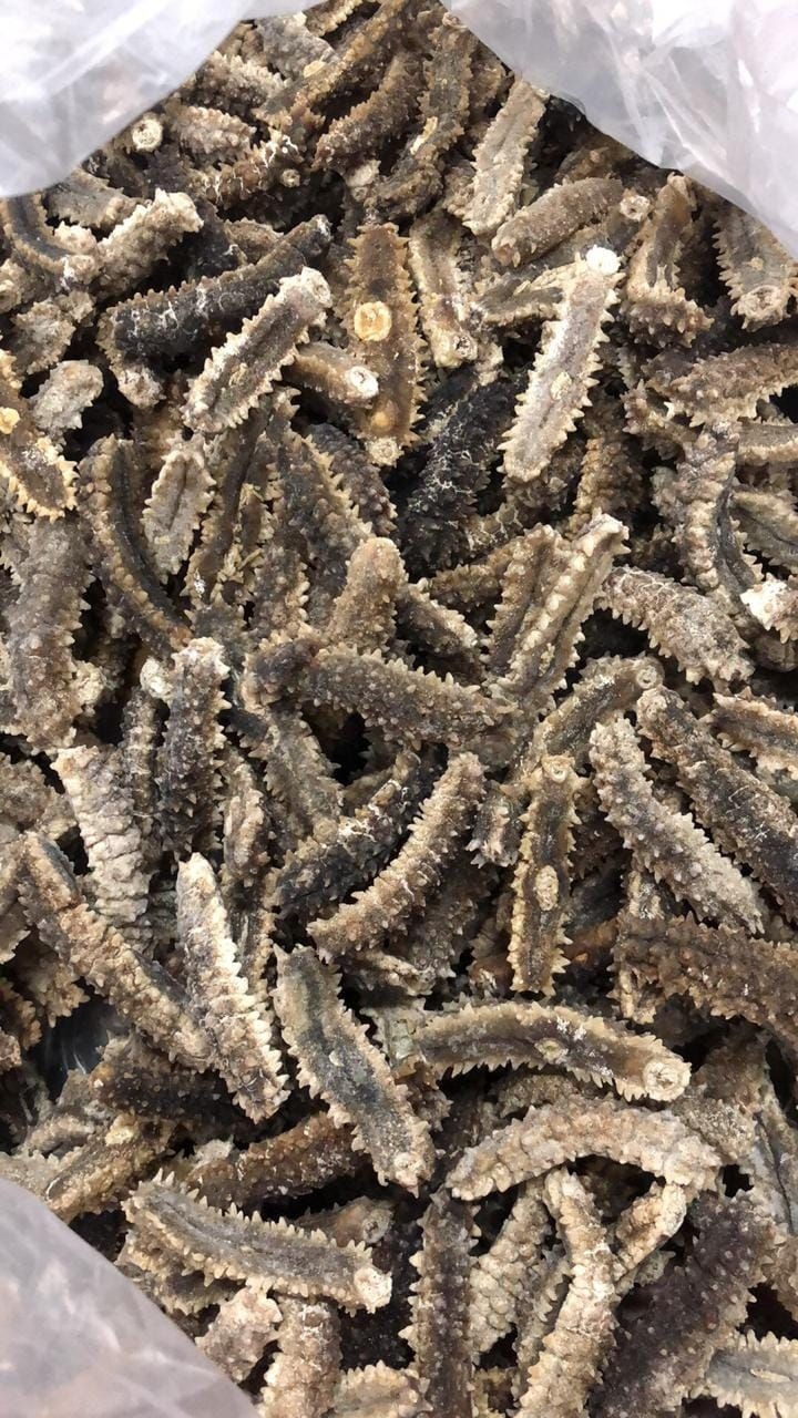 High Quality Dried Sea Cucumber for Sale