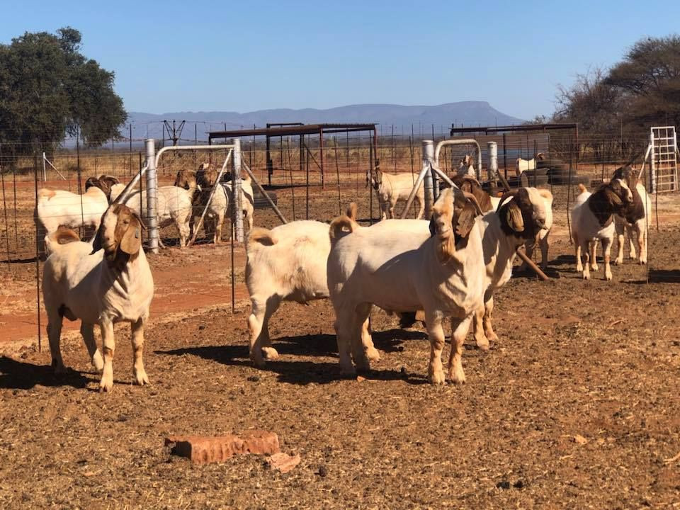 100% Full Blood Live Boer Goats