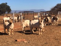 100% Full Blood Live Boer Goats