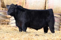 Purebred Angus, Bred Heifers Cows For Sale