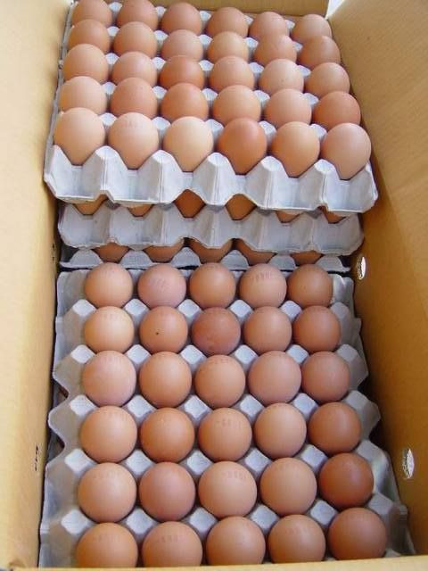 Wholesale Fresh Brown Table Eggs Chicken Eggs