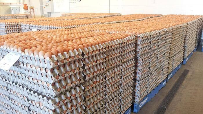 Wholesale Fresh Brown Table Eggs Chicken Eggs