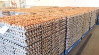 Wholesale Fresh Brown Table Eggs Chicken Eggs