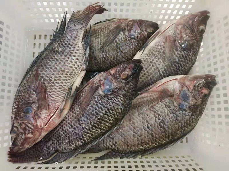 Frozen Tilapia Fish / Frozen Whole Round Tilapia Fish