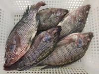 Frozen Tilapia Fish / Frozen Whole Round Tilapia Fish