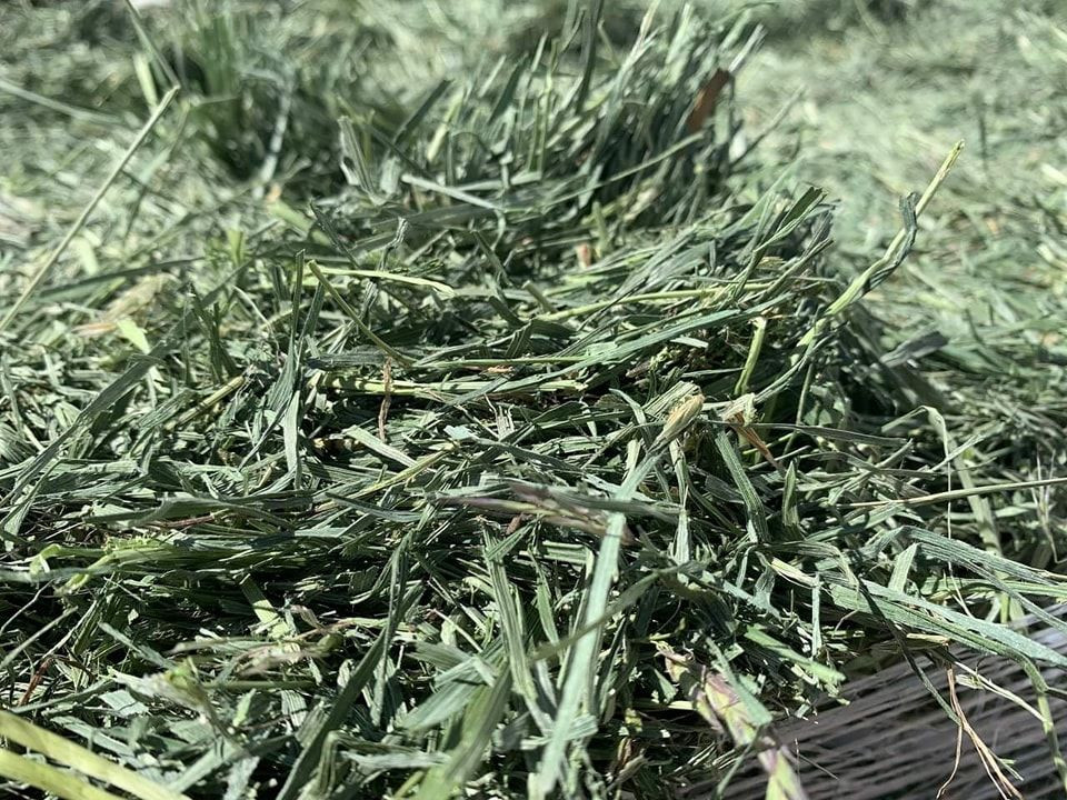 100% Alfalfa Hay Animal Feed