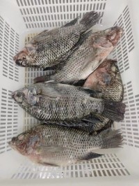 Frozen Tilapia Fish / Frozen Whole Round Tilapia Fish