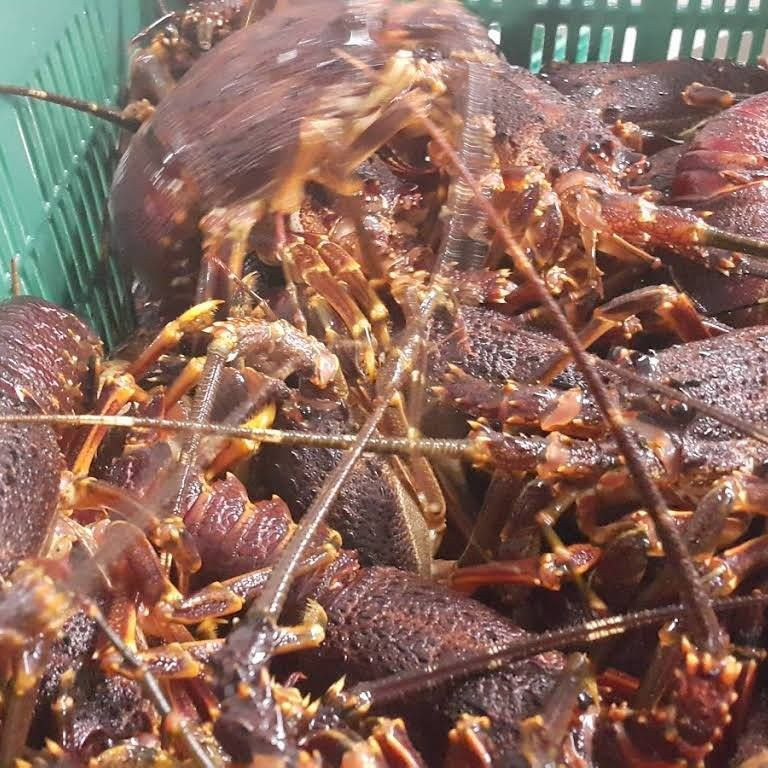 Live Lobsters/Fresh Chilled Lobster/Frozen Lobsters