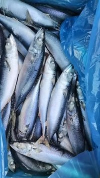 Frozen Horse Mackerel Fish