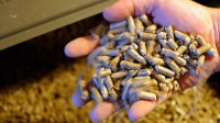 100% wood pellet/Pine EN-Plus A1 Wood Pellet