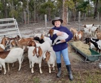 100% Full Blood Live Boer Goats