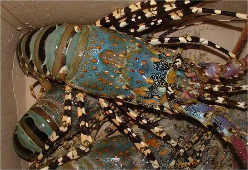 Live Lobsters/Fresh Chilled Lobster/Frozen Lobsters