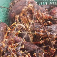 Live Lobsters/Fresh Chilled Lobster/Frozen Lobsters