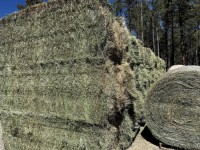 100% Alfalfa Hay Animal Feed