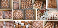 Wholesale Fresh Brown Table Eggs Chicken Eggs