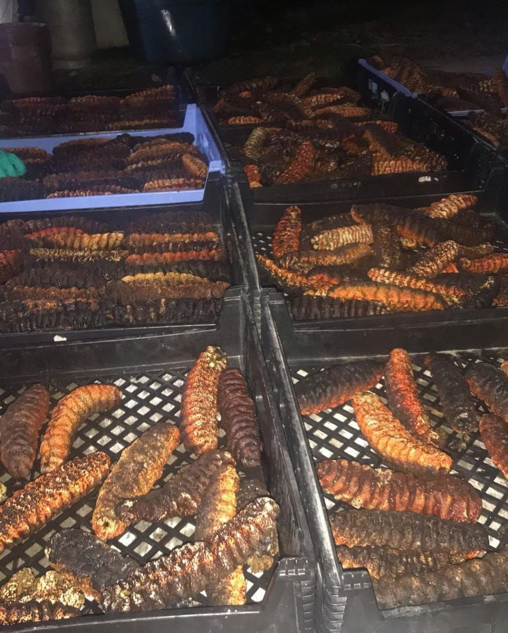 High Quality Dried Sea Cucumber for Sale