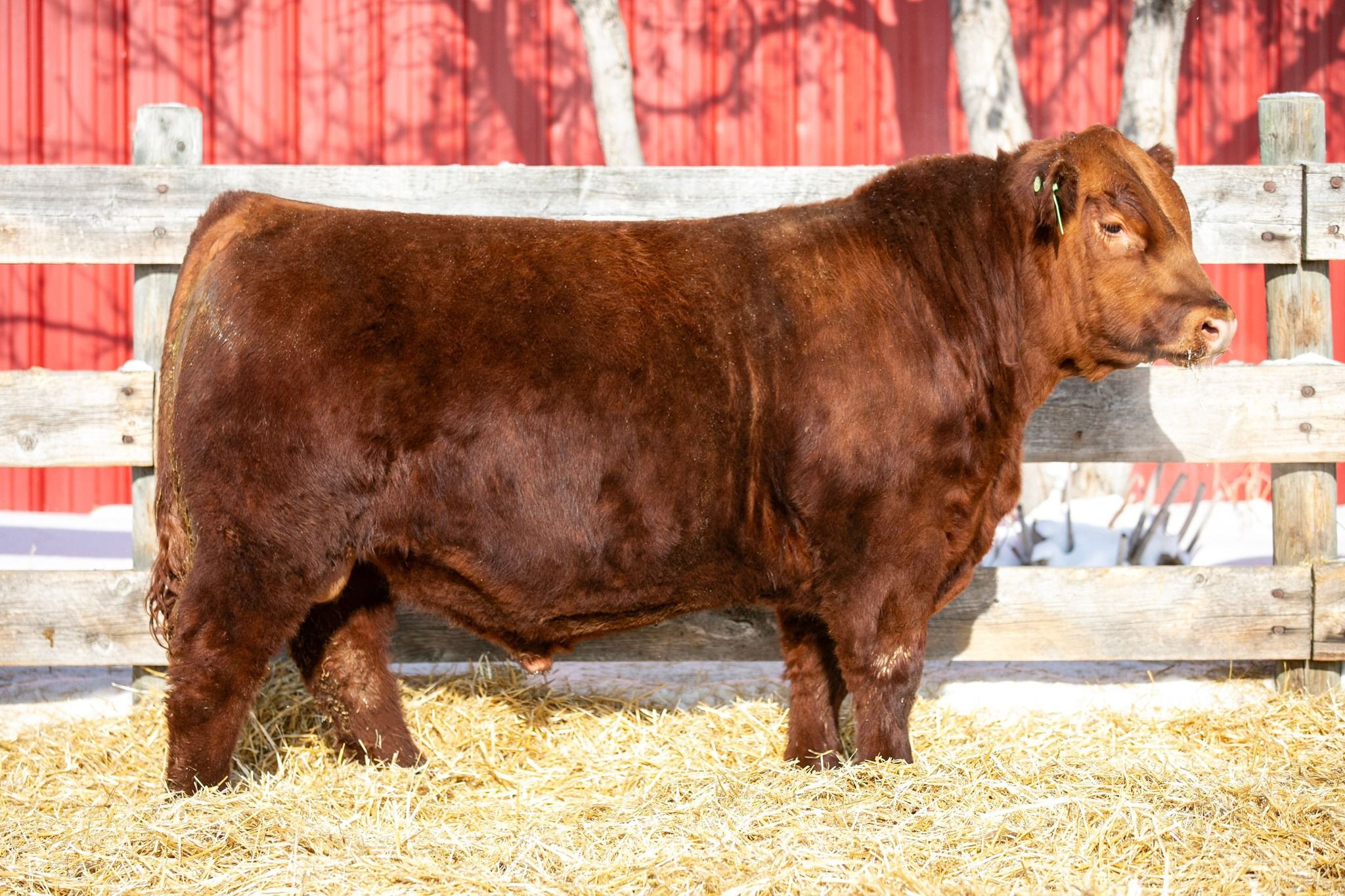 Purebred Angus, Bred Heifers Cows For Sale