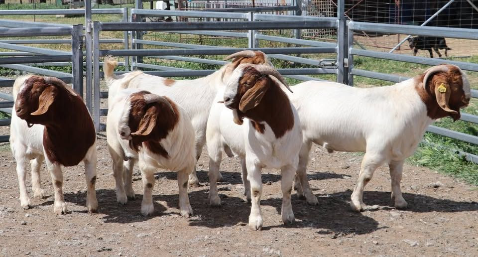 100% Full Blood Live Boer Goats
