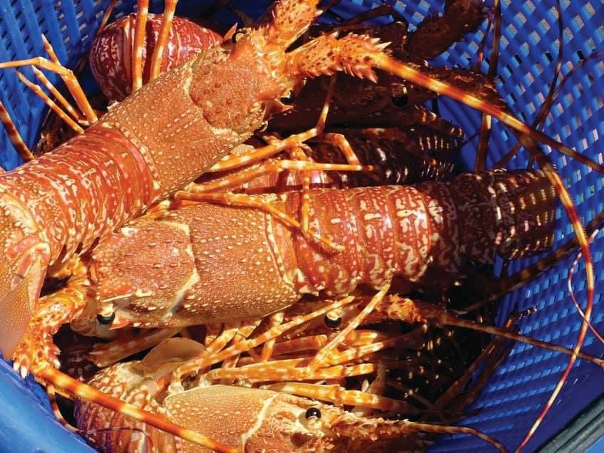 Live Lobsters/Fresh Chilled Lobster/Frozen Lobsters