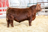 Purebred Angus, Bred Heifers Cows For Sale