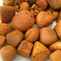 Quality Dried Cow Ox Gallstones / Cattle gallstones