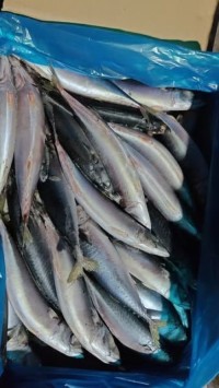 Frozen Horse Mackerel Fish