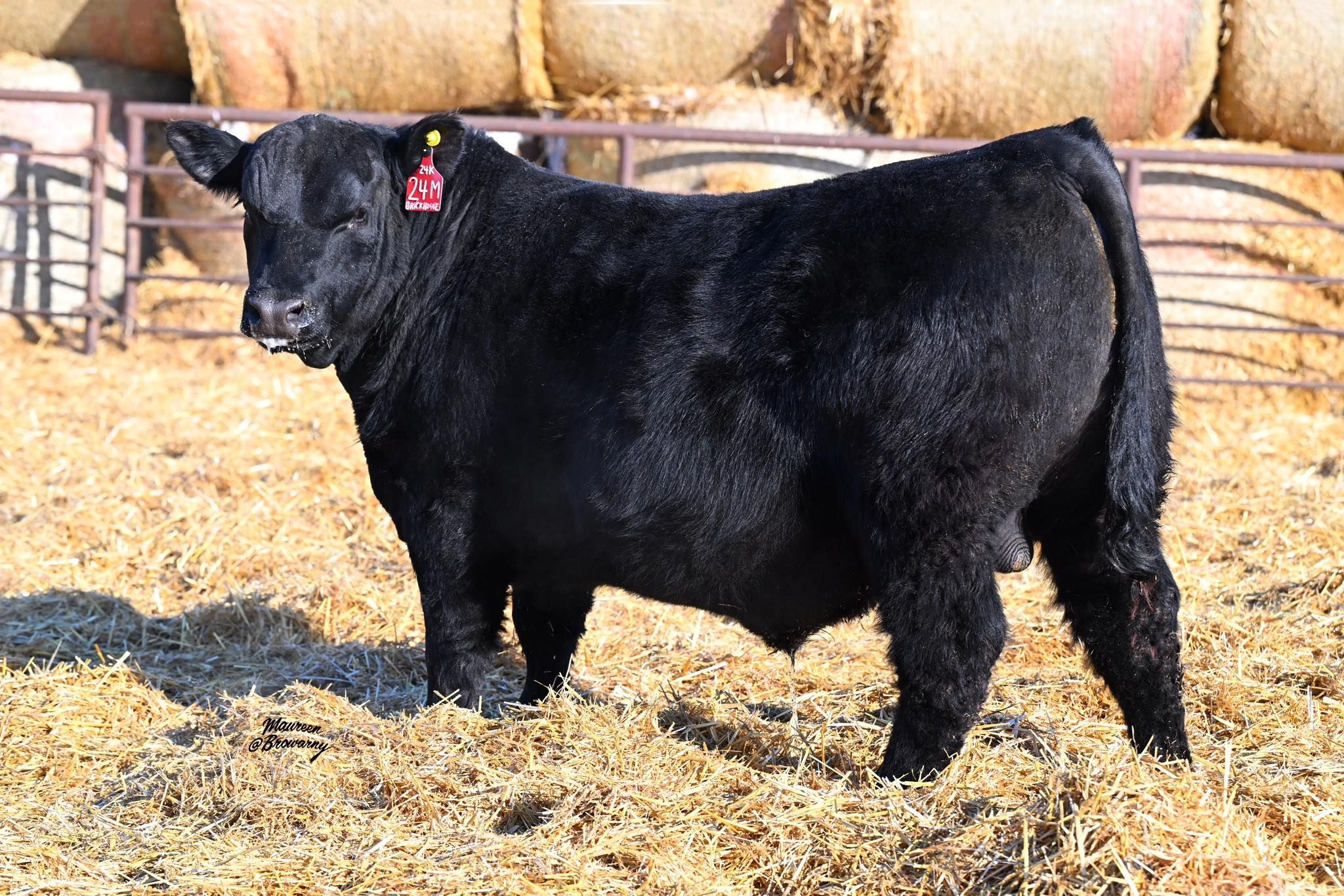 Purebred Angus, Bred Heifers Cows For Sale