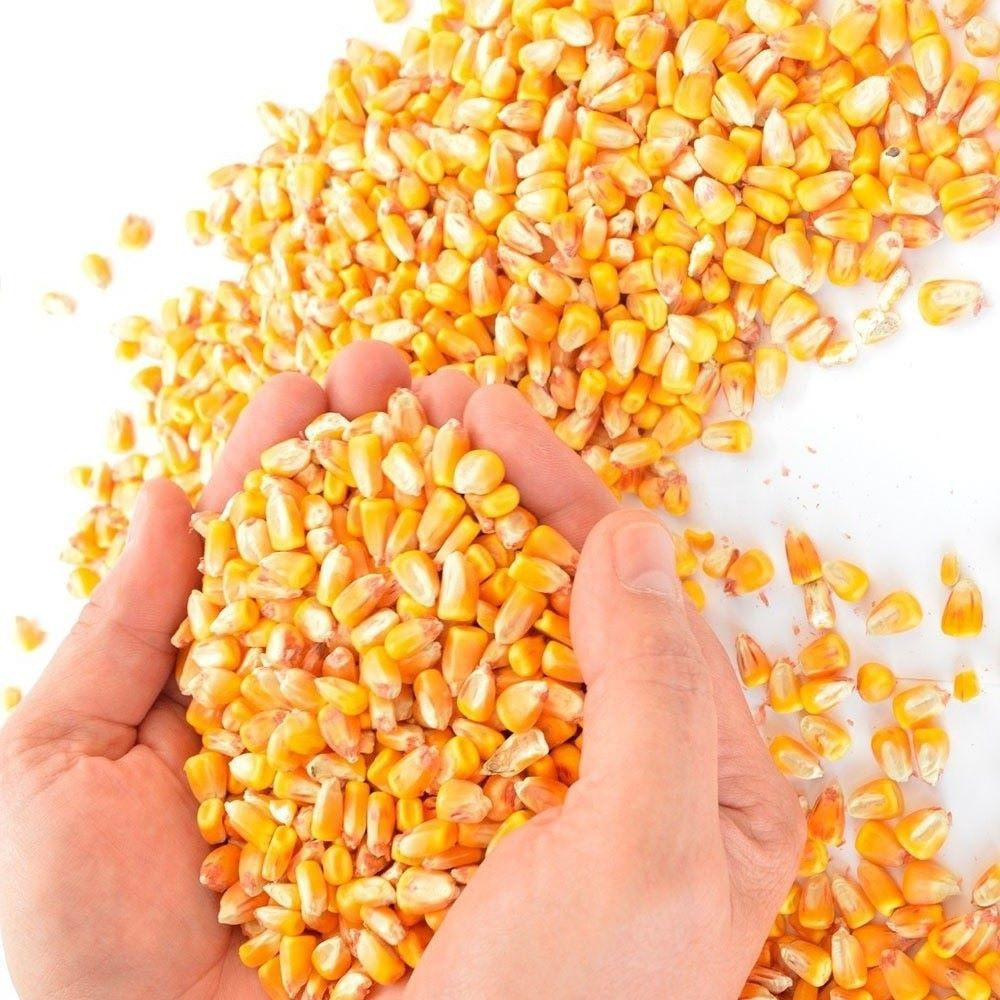 Yellow Corn Maize for Human and Animal Feed Grade Consumption Yellow Corn for Poultry Feed