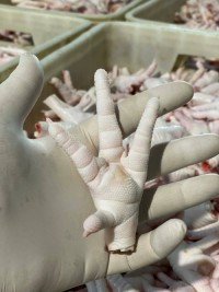 Packed  Frozen Chicken feet