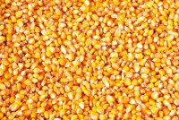Yellow Corn Maize for Human and Animal Feed Grade Consumption Yellow Corn for Poultry Feed