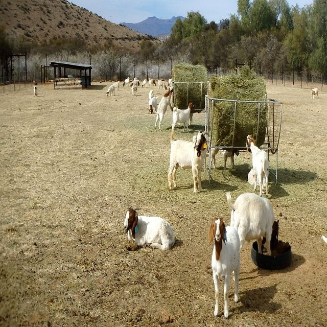100% Full Blood Live Boer Goats